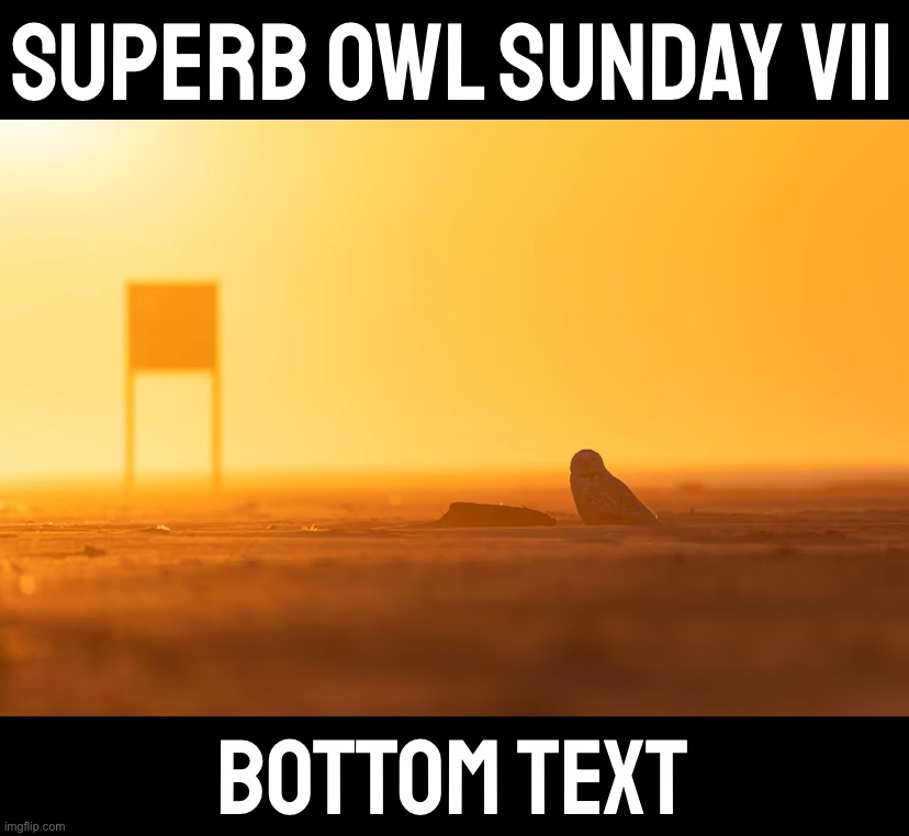 Two teams. Four quarters. Sixty minutes. And in the end, there can only be one. | SUPERB OWL SUNDAY VII; BOTTOM TEXT | image tagged in s,u,p,e,r,b | made w/ Imgflip meme maker