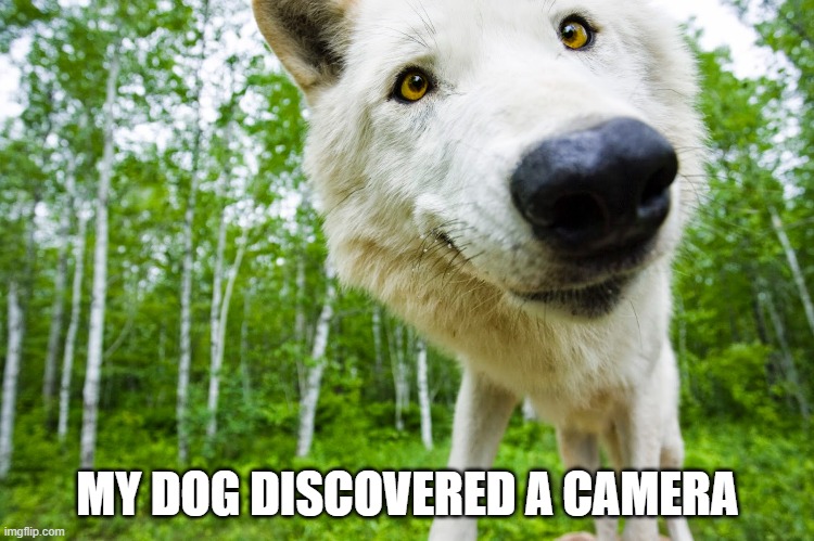 Poor camera | MY DOG DISCOVERED A CAMERA | image tagged in funny | made w/ Imgflip meme maker