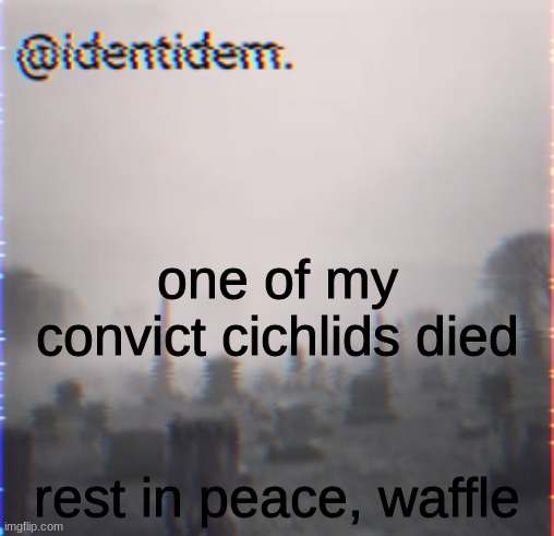 bhj | one of my convict cichlids died; rest in peace, waffle | made w/ Imgflip meme maker