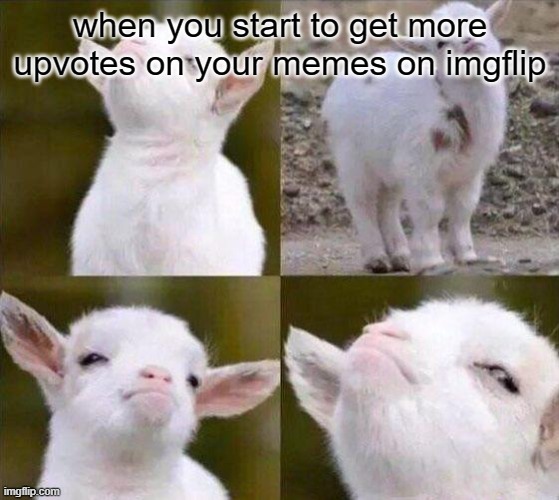 Smug Goat | when you start to get more upvotes on your memes on imgflip | image tagged in smug goat | made w/ Imgflip meme maker