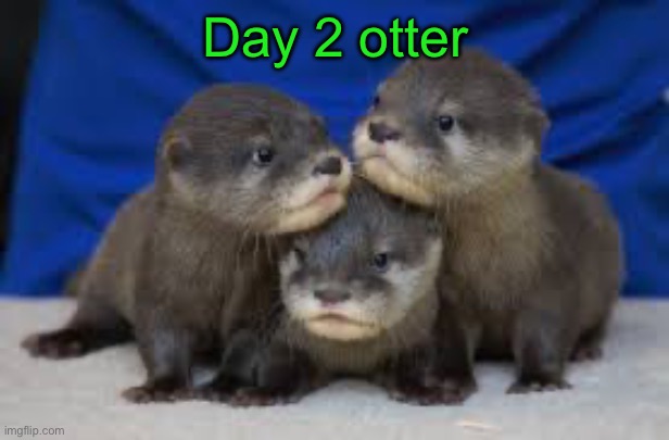 Cry Andrew cry | Day 2 otter | image tagged in 30 days of animals | made w/ Imgflip meme maker