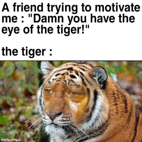 eye of the tiger | image tagged in eye of the tiger | made w/ Imgflip meme maker
