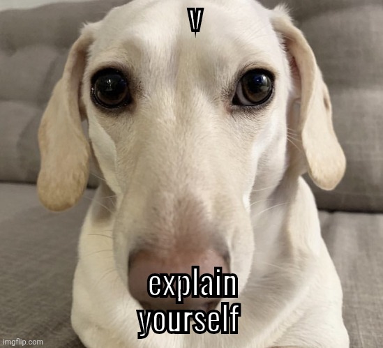 homophobic dog | v; explain yourself | image tagged in homophobic dog | made w/ Imgflip meme maker