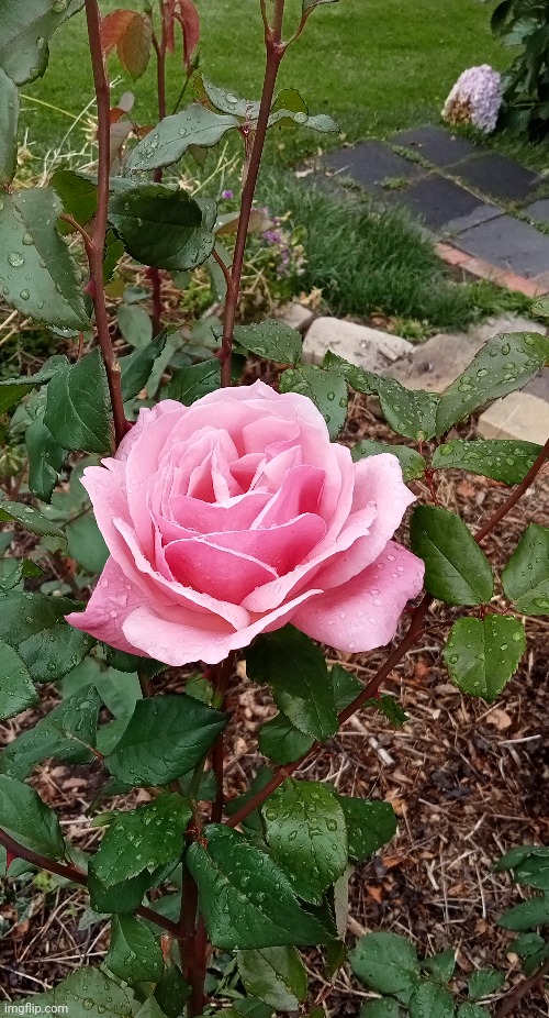 The first rose of the year | image tagged in photography | made w/ Imgflip meme maker