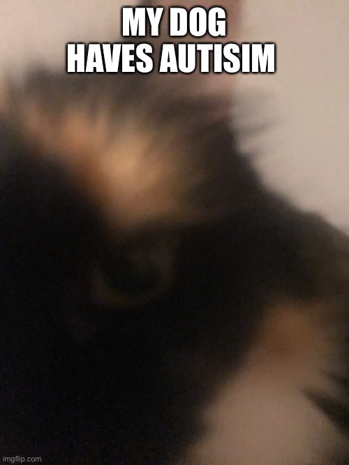Bottom text | MY DOG HAVES AUTISIM | image tagged in dndjdhd | made w/ Imgflip meme maker