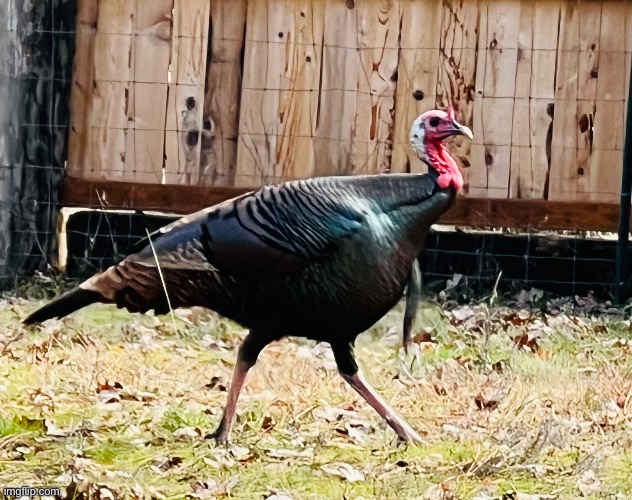 Wild Turkey | image tagged in turkey | made w/ Imgflip meme maker