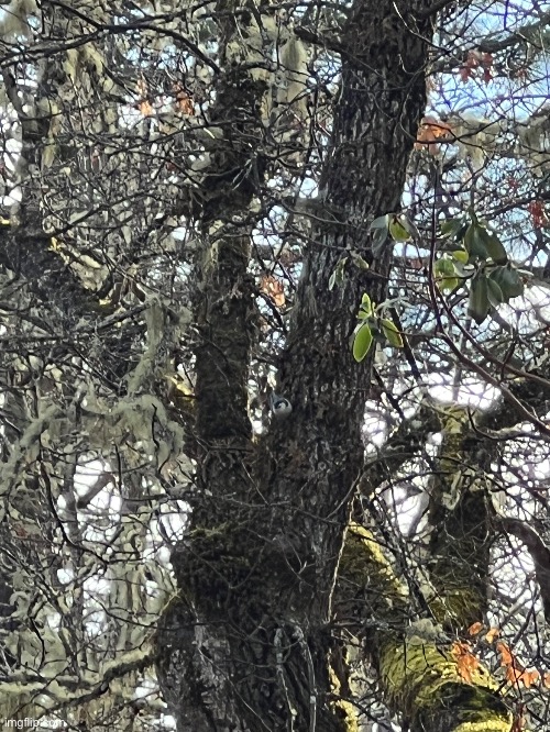 Dont post answer in comments Find a bird and we can be friends | made w/ Imgflip meme maker