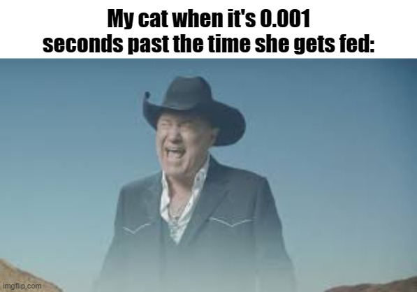 Anyone else have cats who are like this | My cat when it's 0.001 seconds past the time she gets fed: | image tagged in aaaaaaaaaaaaaaaaaaaaaaaaaaa,annoying,cat,funny,memes | made w/ Imgflip meme maker