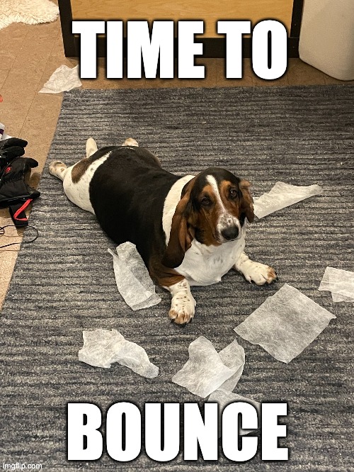 Time To Bounce | TIME TO; BOUNCE | image tagged in basset,basset hound,leave,let's go,time to leave,funny dog memes | made w/ Imgflip meme maker