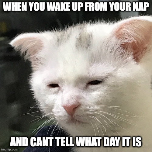 What day is it? | WHEN YOU WAKE UP FROM YOUR NAP; AND CANT TELL WHAT DAY IT IS | image tagged in i'm awake but at what cost | made w/ Imgflip meme maker