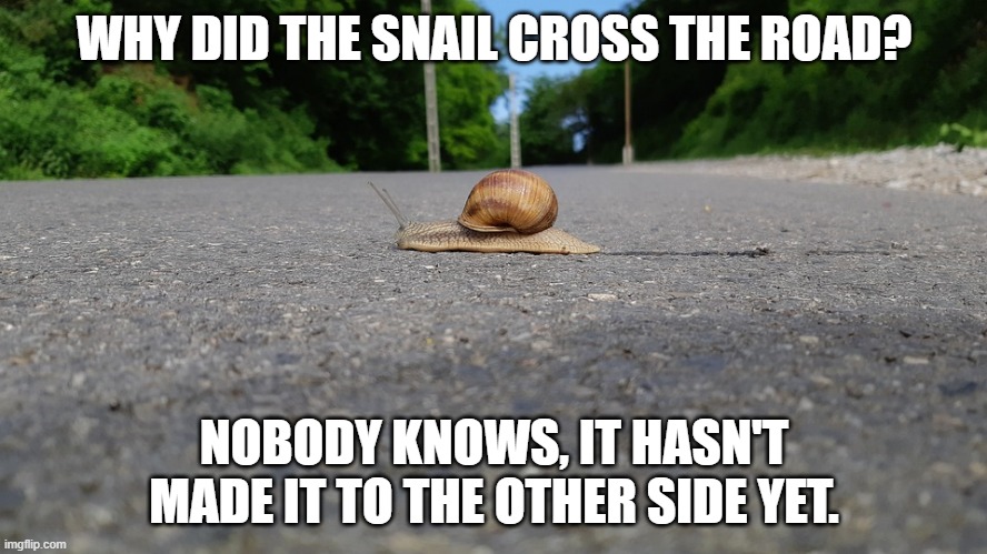 WHY DID THE SNAIL CROSS THE ROAD? NOBODY KNOWS, IT HASN'T MADE IT TO THE OTHER SIDE YET. | image tagged in snail on road | made w/ Imgflip meme maker