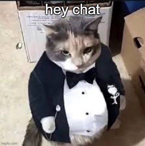 tux cat | hey chat | image tagged in tux cat | made w/ Imgflip meme maker