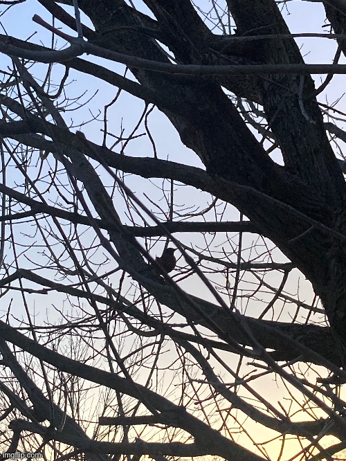 Bird in the trees | image tagged in tree | made w/ Imgflip meme maker