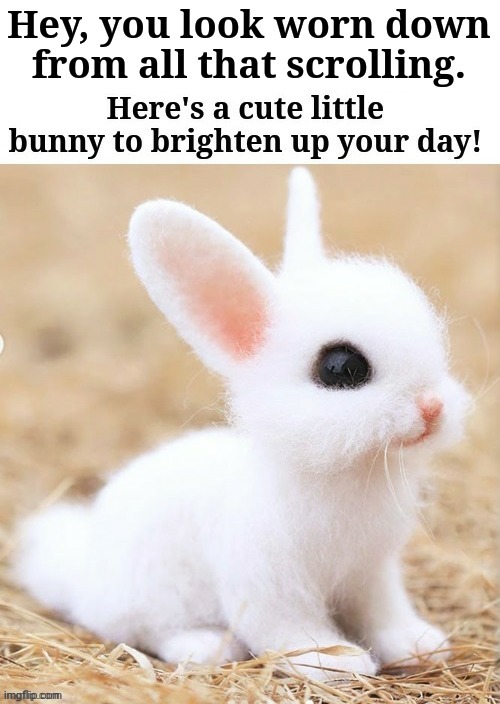 image tagged in bunny,bunnies,cute,memes,repost,for you | made w/ Imgflip meme maker