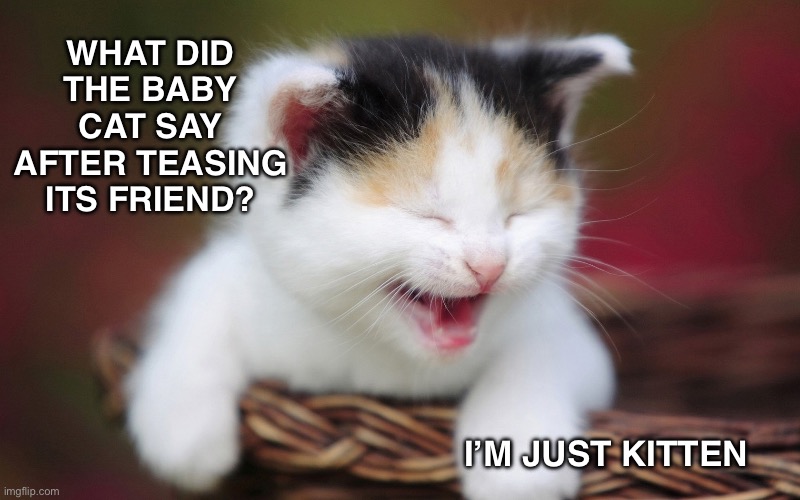 Teasing Kitten | WHAT DID THE BABY CAT SAY AFTER TEASING ITS FRIEND? I’M JUST KITTEN | image tagged in cat,kitten,joke | made w/ Imgflip meme maker