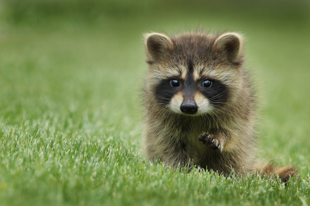 High Quality Determined raccoon Blank Meme Template