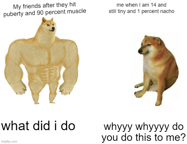 Buff Doge vs. Cheems | My friends after they hit puberty and 90 percent muscle; me when I am 14 and still tiny and 1 percent nacho; what did i do; whyyy whyyyy do you do this to me? | image tagged in memes,buff doge vs cheems | made w/ Imgflip meme maker