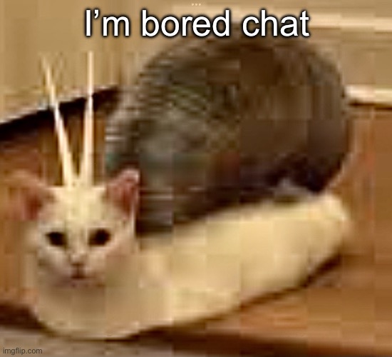 snail cat | I’m bored chat | image tagged in snail cat | made w/ Imgflip meme maker
