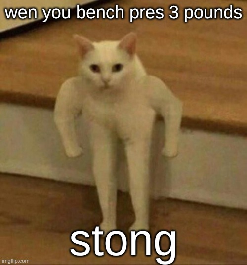 Stong | wen you bench pres 3 pounds; stong | image tagged in strong cat | made w/ Imgflip meme maker