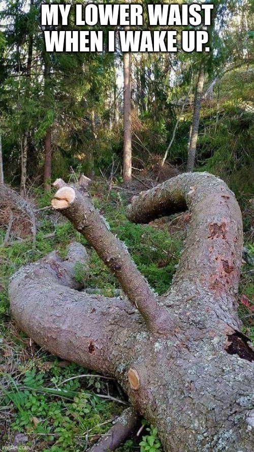 Morning Wood | MY LOWER WAIST WHEN I WAKE UP. | image tagged in morning wood | made w/ Imgflip meme maker