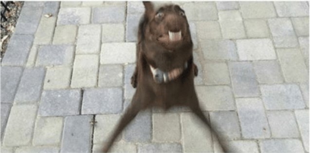 Overly Excited Dog Blank Meme Template