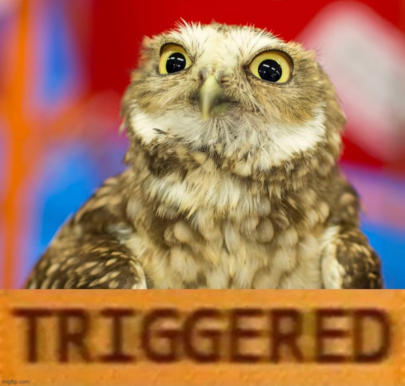 Superb Owl triggered Blank Meme Template