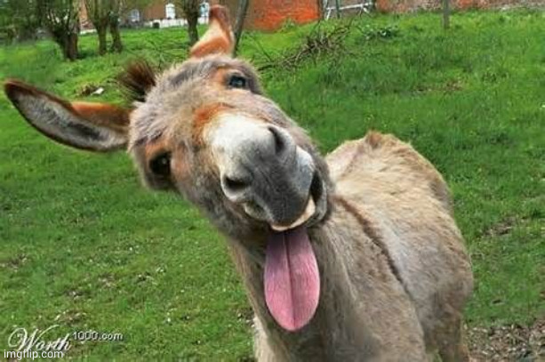 Laughing Donkey | image tagged in laughing donkey | made w/ Imgflip meme maker