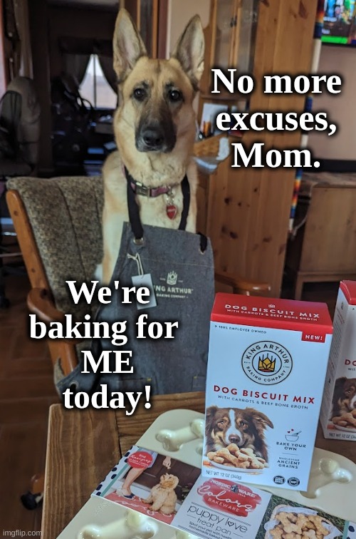 GSD Baking | No more  excuses, 
Mom. We're baking for 
 ME 
today! | image tagged in no excuse,gsd,baking for dog | made w/ Imgflip meme maker