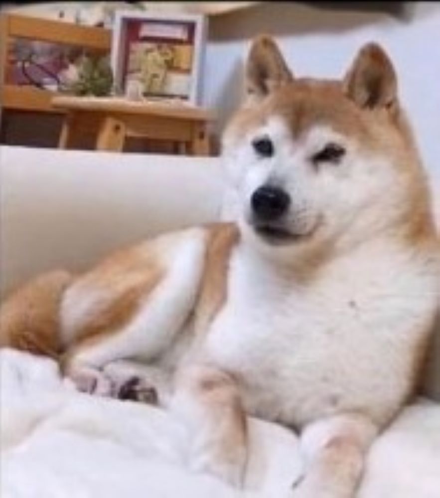 High Quality Old Doge Blank Meme Template