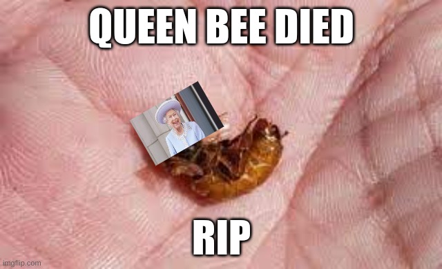 well atleast its funny | QUEEN BEE DIED; RIP | image tagged in rip off | made w/ Imgflip meme maker