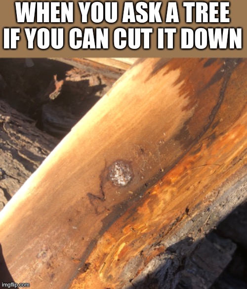 If you can’t see it, the word NO was growing out of the tree! | WHEN YOU ASK A TREE IF YOU CAN CUT IT DOWN | made w/ Imgflip meme maker
