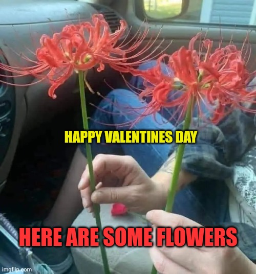Spider Lily's | HAPPY VALENTINES DAY; HERE ARE SOME FLOWERS | image tagged in spider lily's | made w/ Imgflip meme maker