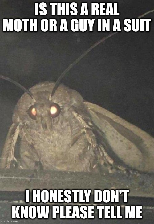 Please tell me | IS THIS A REAL MOTH OR A GUY IN A SUIT; I HONESTLY DON'T KNOW PLEASE TELL ME | image tagged in moth | made w/ Imgflip meme maker