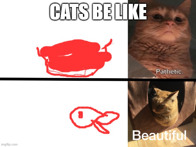 first meme of the day | CATS BE LIKE | image tagged in drake template cats version | made w/ Imgflip meme maker