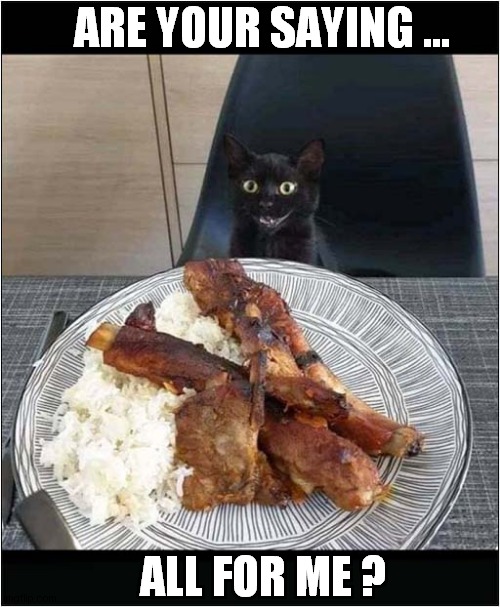 One Happy Kitty ! | ARE YOUR SAYING ... ALL FOR ME ? | image tagged in cats,happy,food | made w/ Imgflip meme maker