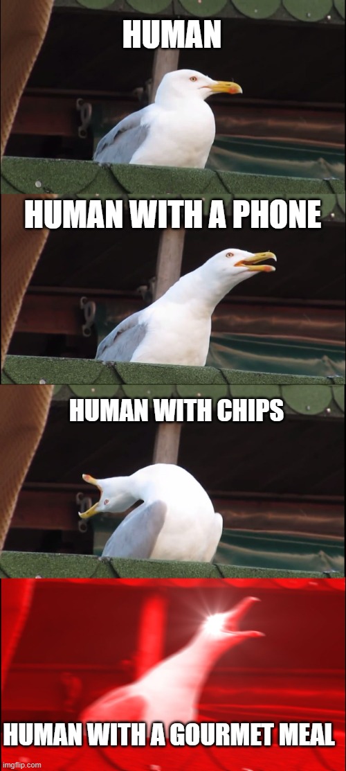 Seagulls be like | HUMAN; HUMAN WITH A PHONE; HUMAN WITH CHIPS; HUMAN WITH A GOURMET MEAL | image tagged in memes,inhaling seagull | made w/ Imgflip meme maker