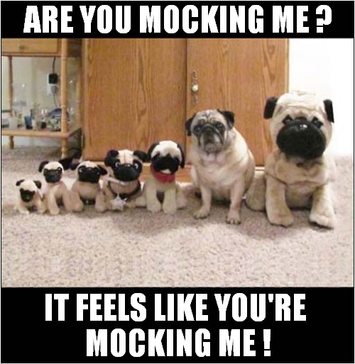 One Unhappy Pug ! | ARE YOU MOCKING ME ? IT FEELS LIKE YOU'RE
 MOCKING ME ! | image tagged in dogs,pug,unhappy,mocking | made w/ Imgflip meme maker