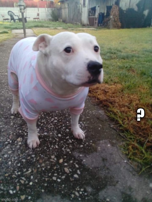 High quality Huh Dog | ? | image tagged in high quality huh dog | made w/ Imgflip meme maker