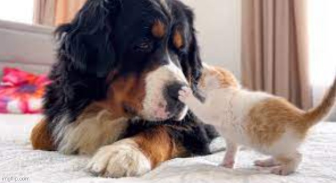 Small cat and big dog | made w/ Imgflip meme maker