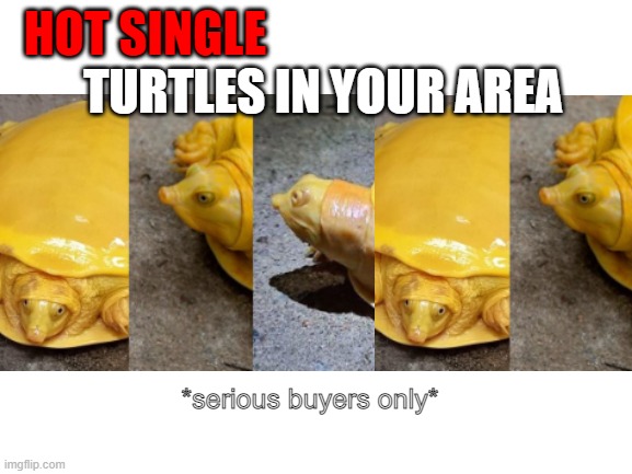 turtle | TURTLES IN YOUR AREA; HOT SINGLE; *serious buyers only* | image tagged in memes,funny memes,turtle,master oogway | made w/ Imgflip meme maker