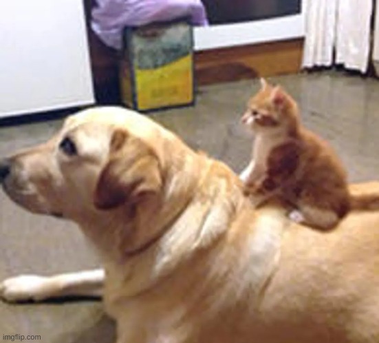 Whatcha gonna do when the Cat pulls up riding the dog | made w/ Imgflip meme maker