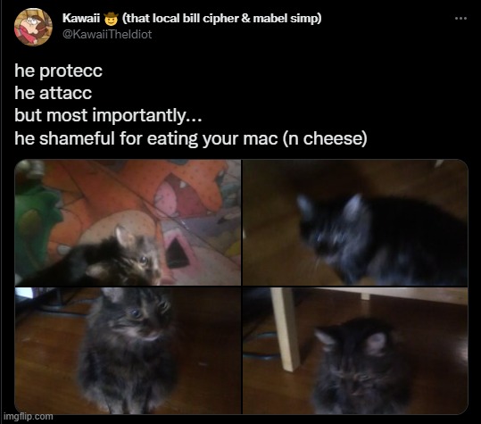 idk if ive shown this before but uhhh. cat (this is a bit of an old screenshot btw) | image tagged in cats,mac n cheese,idk | made w/ Imgflip meme maker