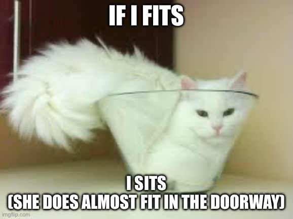 Image Tagged In If I Fits I Sits Cat Imgflip