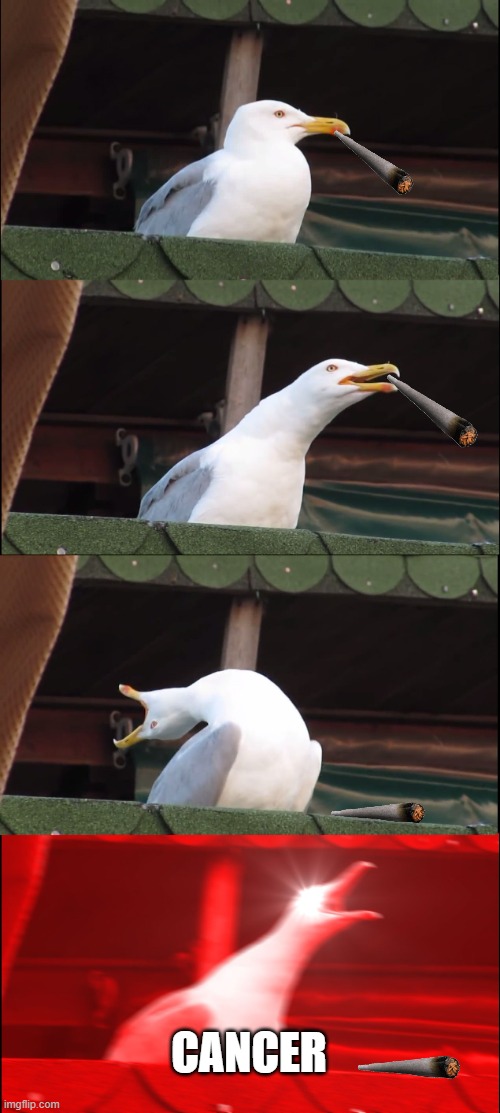 Inhaling Seagull | CANCER | image tagged in memes,inhaling seagull | made w/ Imgflip meme maker