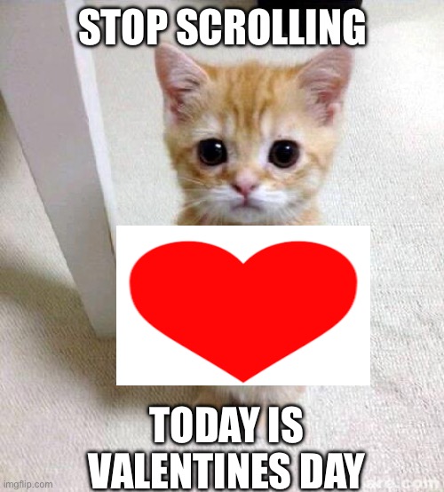 Valentines Cat | STOP SCROLLING; TODAY IS VALENTINES DAY | image tagged in memes,cute cat | made w/ Imgflip meme maker