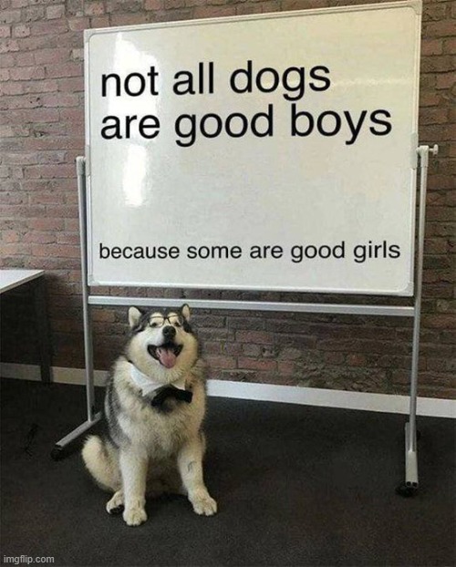 Agreed king | image tagged in wholesome,wholesome content,dogs,memes,repost,dog | made w/ Imgflip meme maker