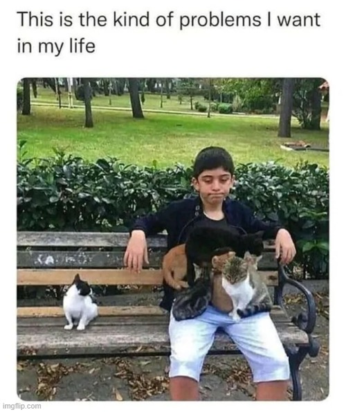 Wish I had those kind of problems | image tagged in cats,problems,repost,memes,wholesome,wholesome content | made w/ Imgflip meme maker