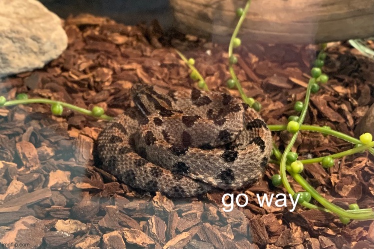 go way | made w/ Imgflip meme maker