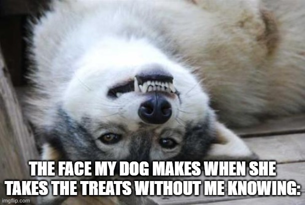 cheeky little dog | THE FACE MY DOG MAKES WHEN SHE TAKES THE TREATS WITHOUT ME KNOWING: | image tagged in cheeky dog | made w/ Imgflip meme maker