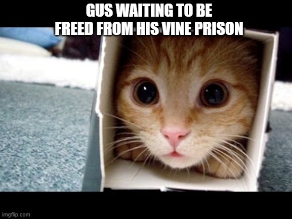 Cat in a Box | GUS WAITING TO BE FREED FROM HIS VINE PRISON | image tagged in cat in a box | made w/ Imgflip meme maker